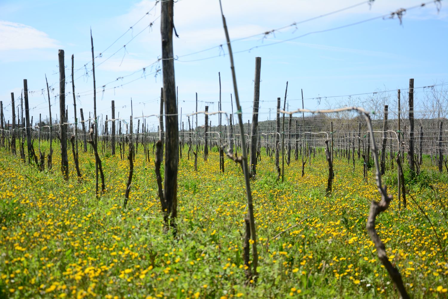 Il vigneto in primavera, con l'inerbimento spontaneo fra i filari