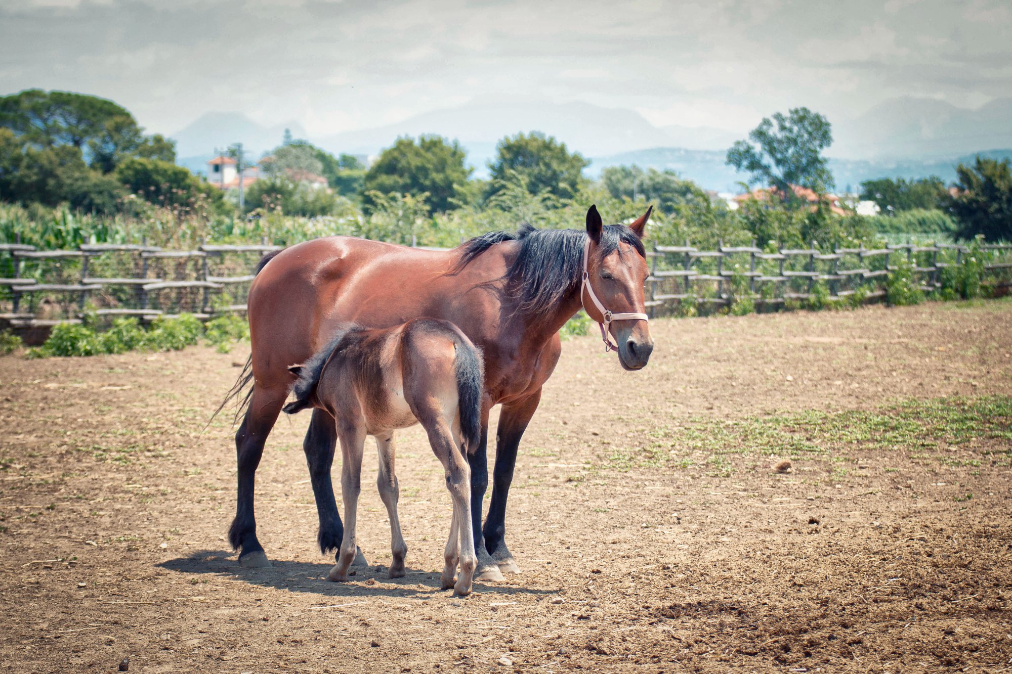 Fattrice con puledro – Allevamento Lenza, Pontecagnano Faiano