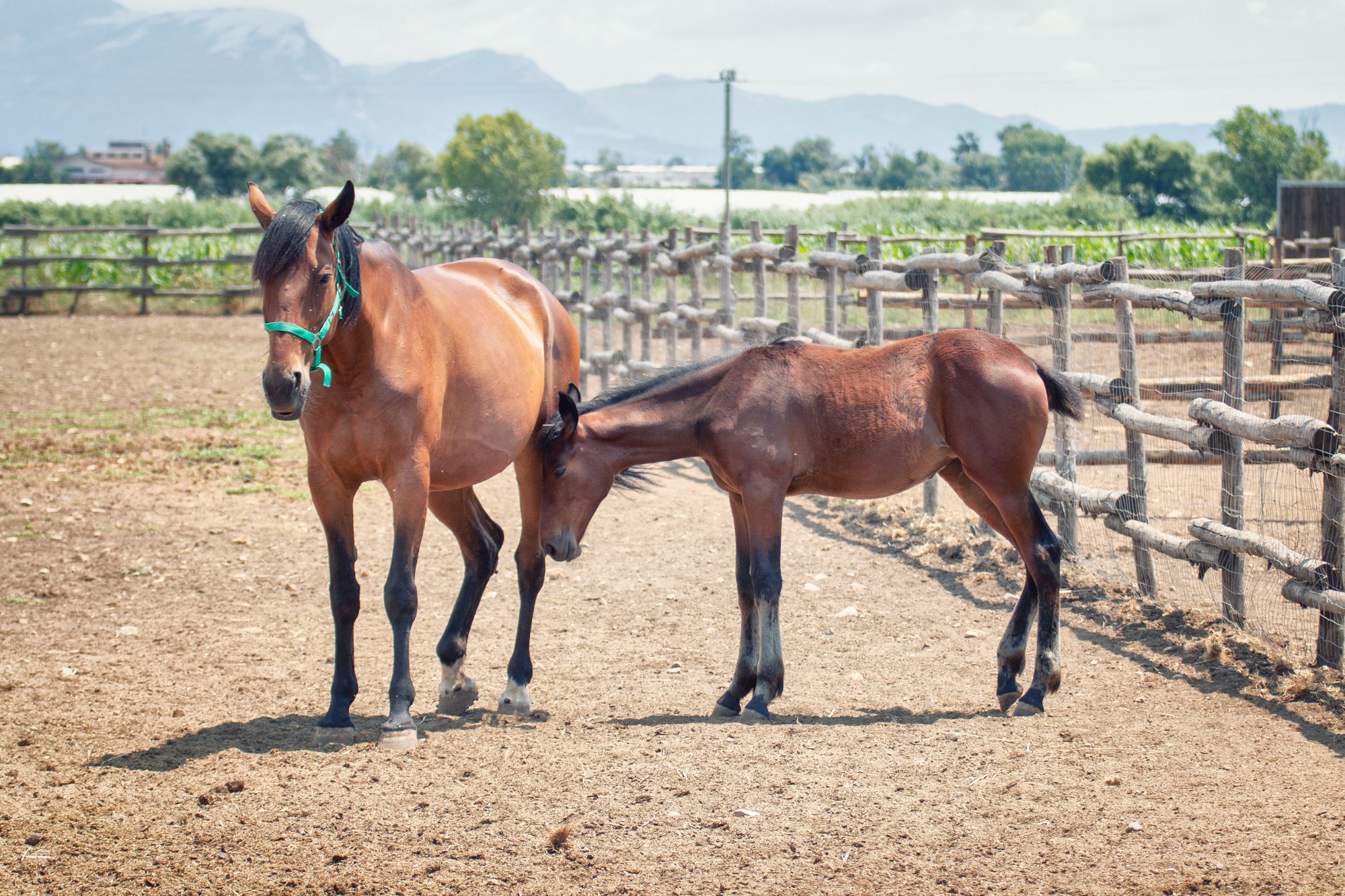 Fattrice con puledro – Tenuta Valentinia