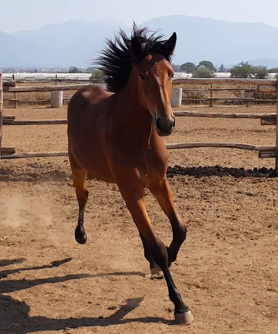 Cavallo da trotto nell'allevamento Lenza – Piana di Paestum