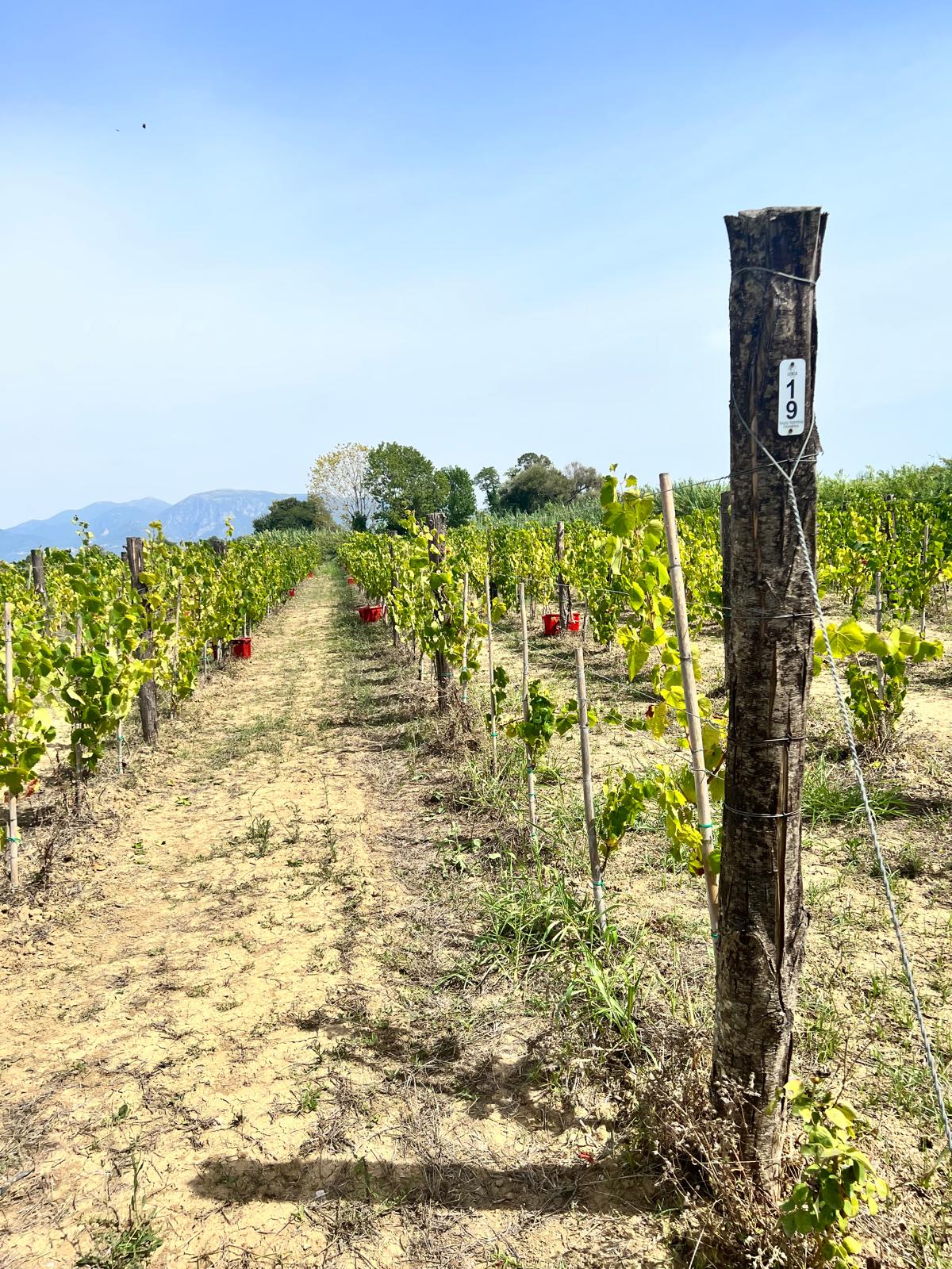 Vigna di Tenuta Valentinia – Pontecagnano Faiano, vicino al mare
