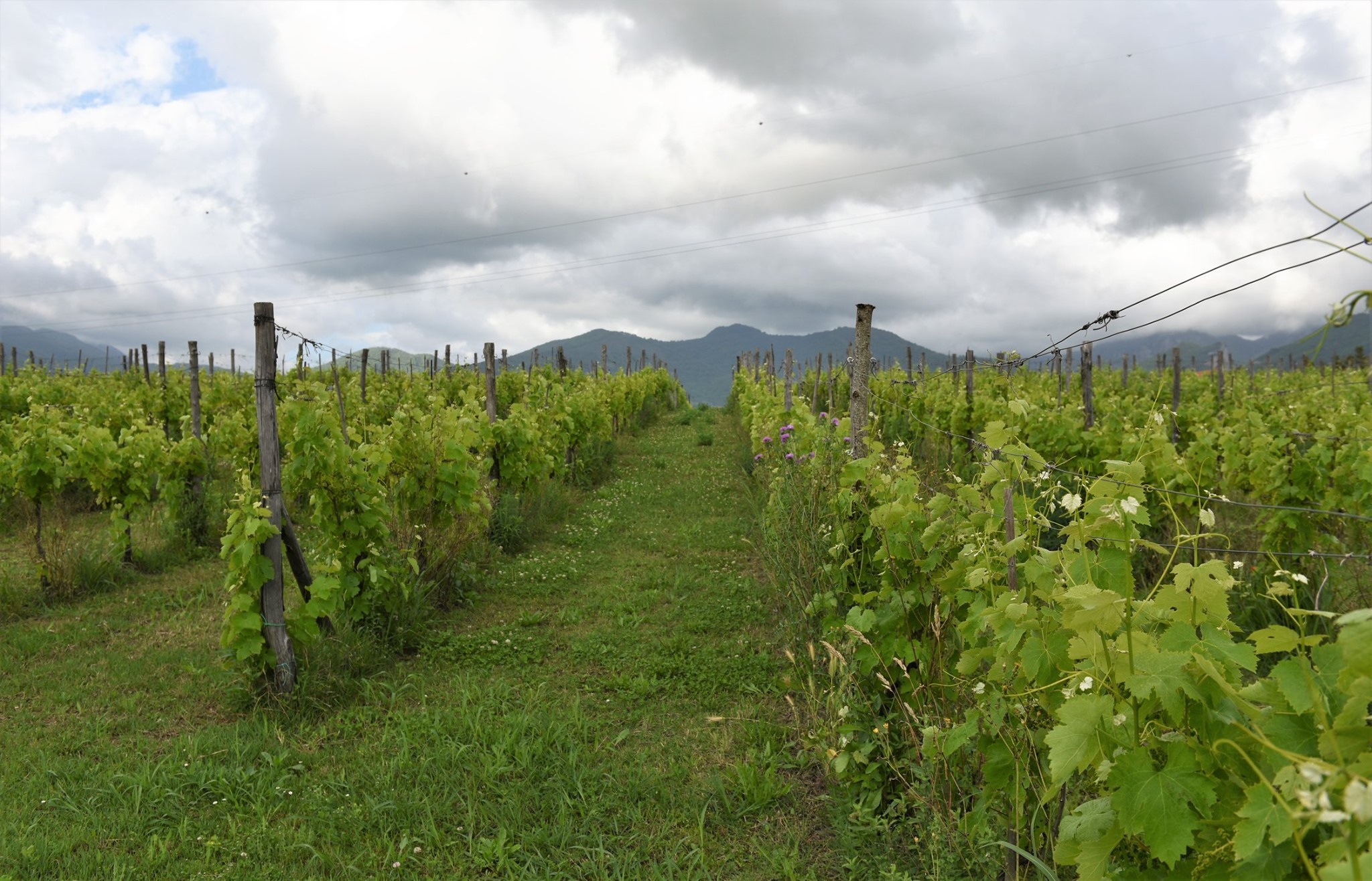 Vigna di Macchia con i Monti Picentini